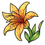 Yellow Tigrean Lily