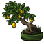 Lemon Bonsai Tree