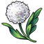 Extra Fluffy Dandelion