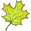 Lemon Fallen Leaf