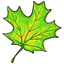 Verdant Fallen Leaf