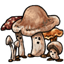 Mushroom Spirits
