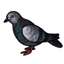 Street Pigeon