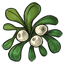Regal Mistletoe