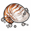Nautilus Shell with Pearls