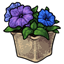 Mixed Potted Petunias