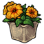 Gold Potted Petunias