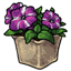 Purple Potted Petunias