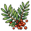 Rowan Sprig