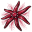 Ruby Seven-Armed Starfish