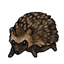 Hedgehog Companion
