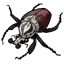 Replica Goliath Beetle