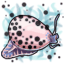 Demure Cowrie Leg Dots