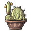 Cacti Bling