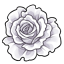White Solitary Rose