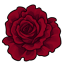 Crimson Solitary Rose