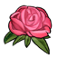 Picked Pink Rose