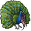 Elegant Unique Peacock Curls