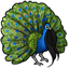 Elegant Midnight Peacock Curls
