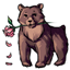 Rosy Bear Rose