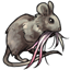 Mousey Arcane Mane