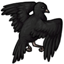 Pristine Wings of the Black Dove
