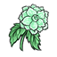 Green Begonia