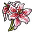 Survival Stargazer Lilies
