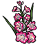 Pink and White Gladiola