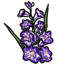 Purple Gladiola