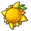 Sun Fruit