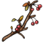 Fallen Twig and Berries