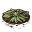 Wilting Survival Lovely Flower Cookie