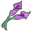 Survival Purple Calla Lilies