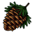 Lonely Pinecone