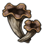 Horn of Plenty Mushroom
