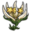 White Starflower