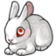 Suspicious Albino Bunny