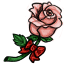 Pink Vesnali Rose