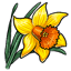 Yellow and Orange Daffodil