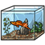 Aquarium Swordtail Fish