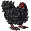 Black Frizzle Chicken