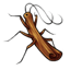 Cinnamon Stick Bug
