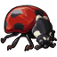 Common Ladybug