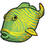 Green Triggerfish