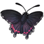 Matlals Cattleheart Butterfly