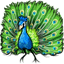 Splendorous Peacock