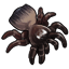 Ravine Trapdoor Spider
