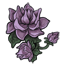 Purpleheart Jasmine