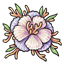 Pearl Delphi Bloom